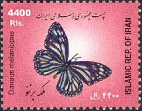 Black-veined Tiger (Danaus melanippus)