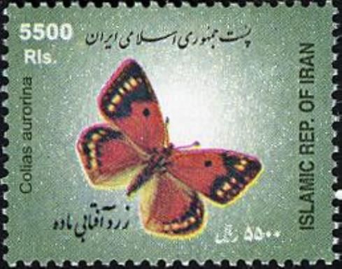 Dawn Clouded Yellow (Colias aurorina)