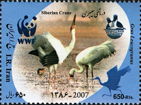 Siberian Crane (Grus leucogeranus)