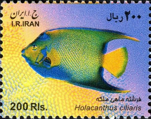 Queen Angelfish (Holacanthus ciliaris)