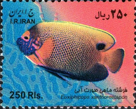 Blueface Angelfish (Euxiphipops xanthometapon)