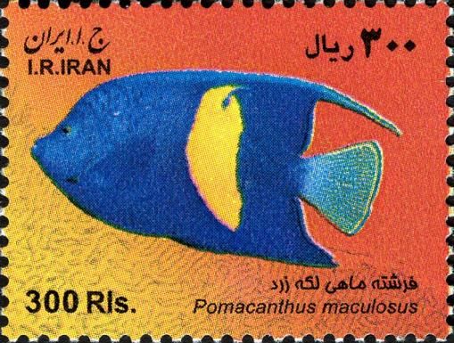 Yellowbar Anglefish (Pomacanthus maculosus)