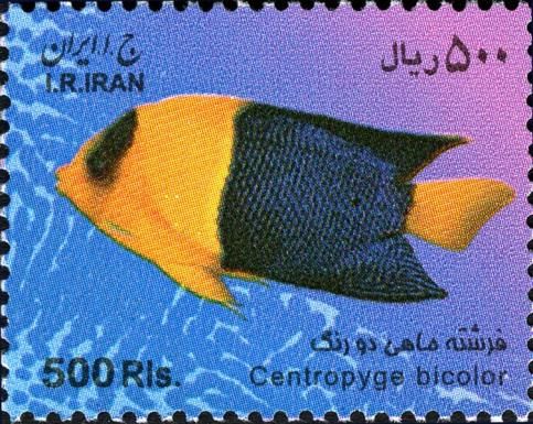 Bicolour Angelfish (Centropyge bicolor)