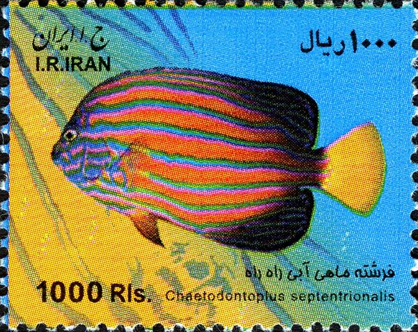 Bluestripe Angelfish (Chaetodontoplus septentrionalis)