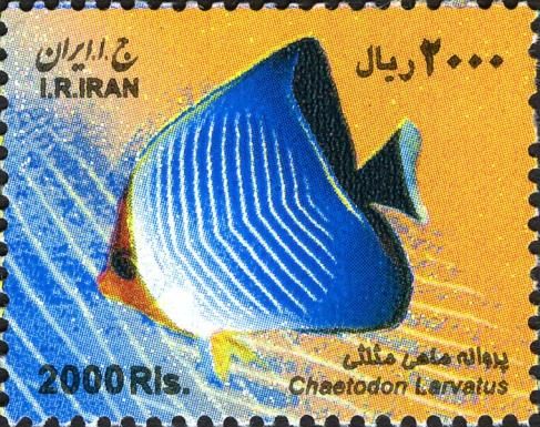 Hooded Butterflyfish (Chaetodon larvatus)
