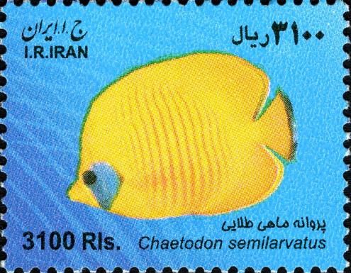 Bluecheek Butterflyfish (Chaetodon semilarvatus)