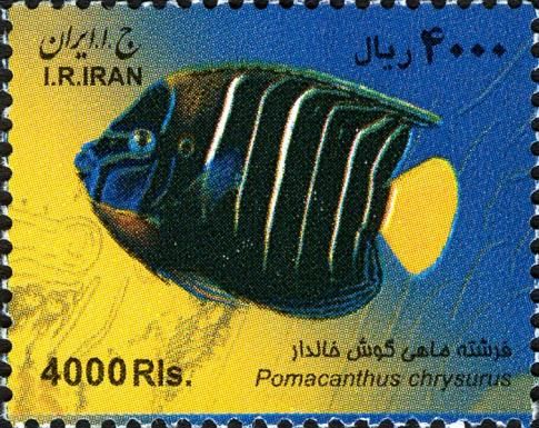 Goldtail Angelfish (Pomacanthus chrysurus)