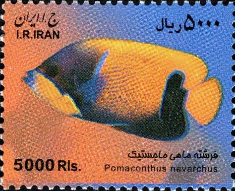 Blue Girdled Angelfish (Pomaconthus navarchus)