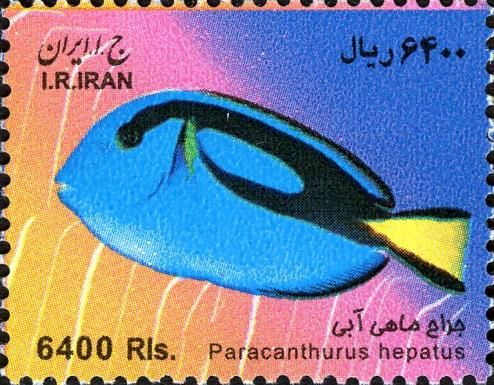 Palette Surgeonfish (Paracanthurus hepatus)