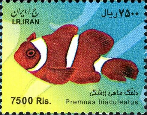 Spinecheek Anemonefish (Premnas biaculeatus)