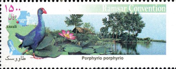 Purple Swamphen (Porphyrio porphyrio), Zapata Rail (Cyanolim