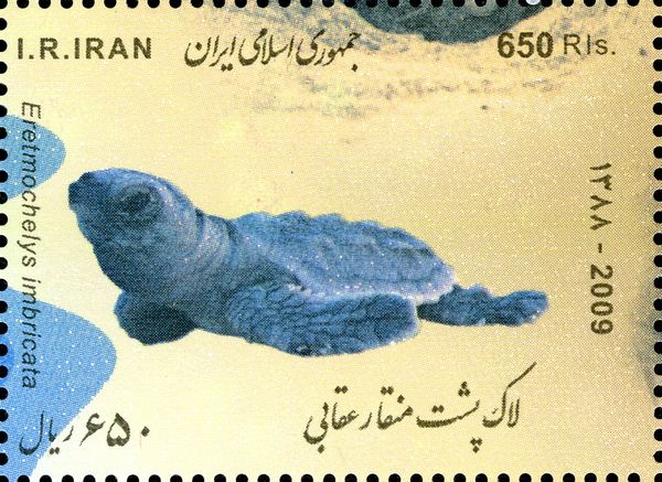 Hawksbill Turtle (Eretmochelys imbricata)
