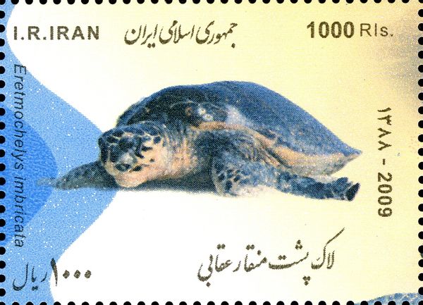 Hawksbill Turtle (Eretmochelys imbricata)