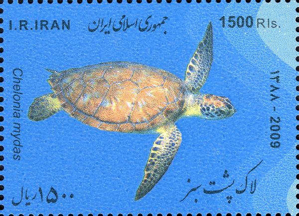 Green Sea Turtle (Chelonia mydas)