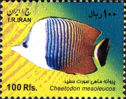 White-face Butterflyfish (Chaetodon mesoleucos)