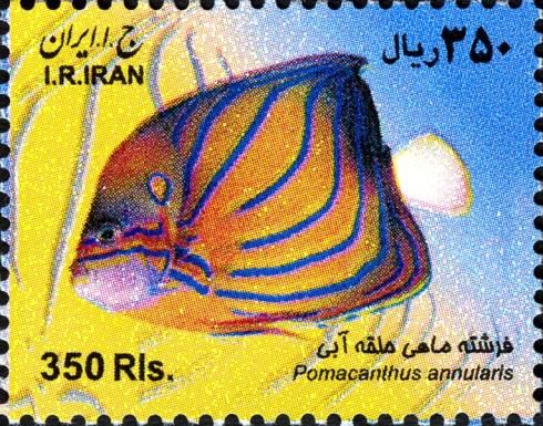 Annularis Angelfish (Pomacanthus annularis)