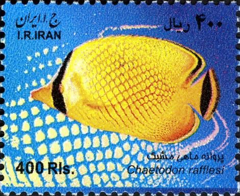 Latticed Butterflyfish (Chaetodon rafflesi)