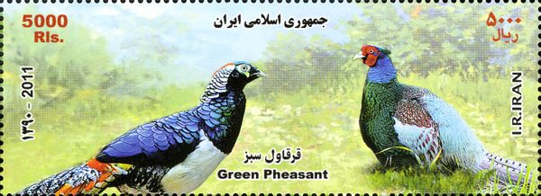 Green Pheasant (Phasianus versicolor)