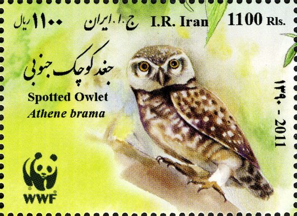 Spotted Owlet (Athene brama)