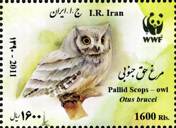 Pallid Scops-Owl (Otus brucei)