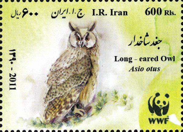 Long-eared Owl (Asio otus)