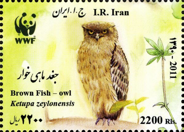 Brown Fish-Owl (Ketupa zeylonensis)