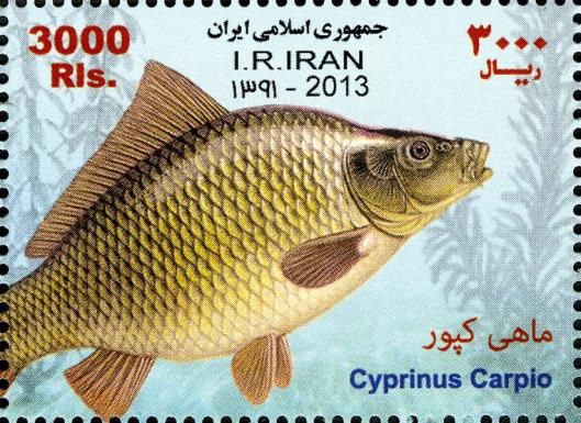 Common Carp (Cyprinus carpio)