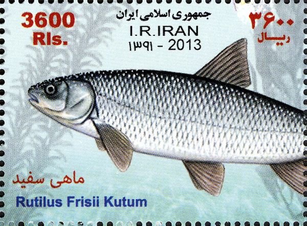 Caspian Kutum (Rutilus frisii kutum)