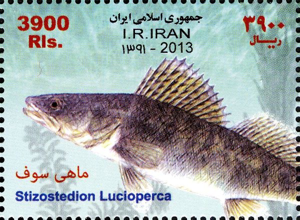Zander (Stizostedion lucioperca)