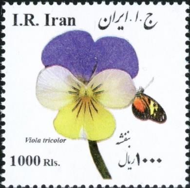 Viola tricolor