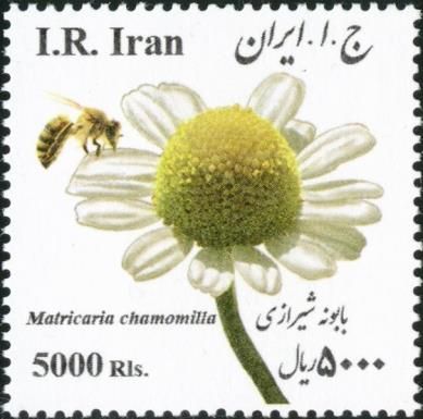 Chamomile (Matricaria chamomilla)