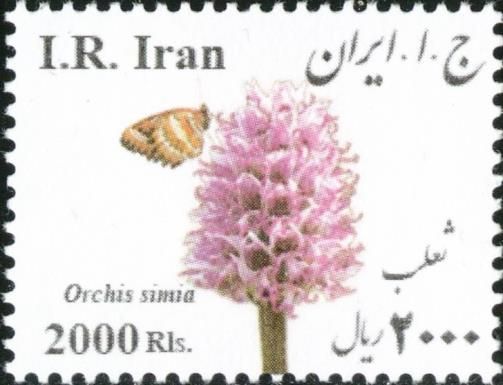 Monkey Orchid (Orchis simia)