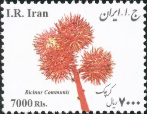 Castor Oil Plant (Ricinis communis)