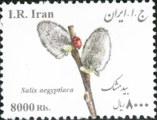 Persian willow (Salix aegyptiaca)