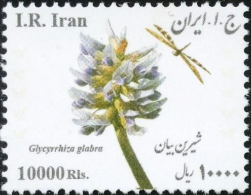 Liquorice (Glycyrrhiza glabra)