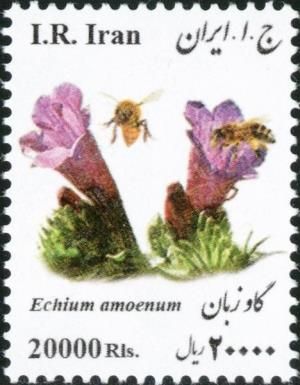 Iranian Borage (Echium amoenum) vertical