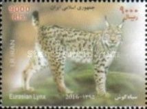 Eurasian Lynx