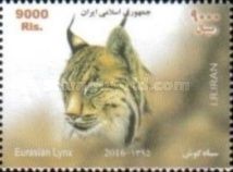 Eurasian Lynx