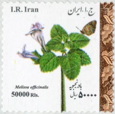 Balm (Melissa officinalis)