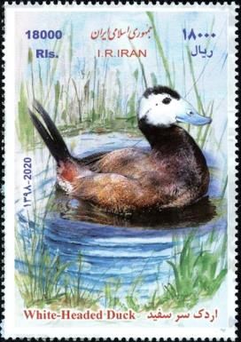 White-Headed Duck (Oxyura leucocephala)