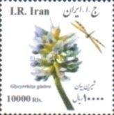 Liquorice (Glycyrrhiza glabra)