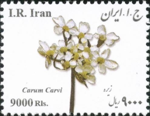 Carum carvi