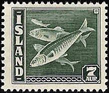 Atlantic Herring (Clupea harengus)