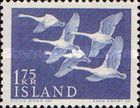 Whooper Swan (Cygnus cygnus)