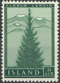 Re-forest: European spruce (Picea abies)
