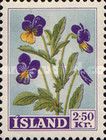 Wild Pansy