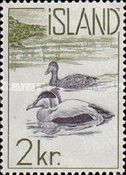 Common Eider (Somateria mollissima)