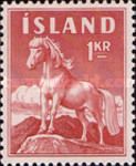 Icelandic Horse (Equus ferus caballus)