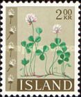 Clover (Trifolium repens)