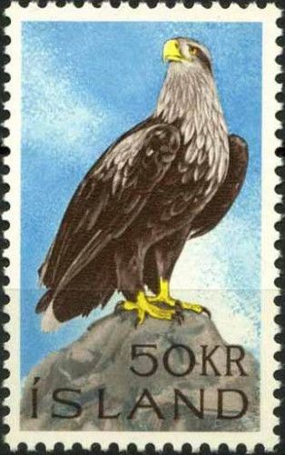 White-tailed Eagle (Haliaeetus albicilla)